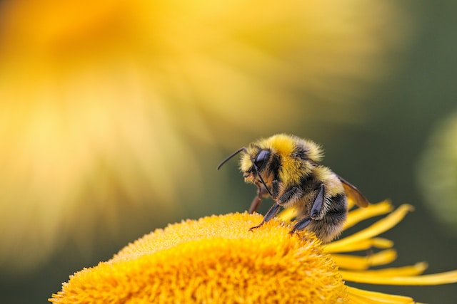 A méhpempő értékes antioxidáns és antibakteriális hatóanyagai segíthetik az immunerősség megőrzését